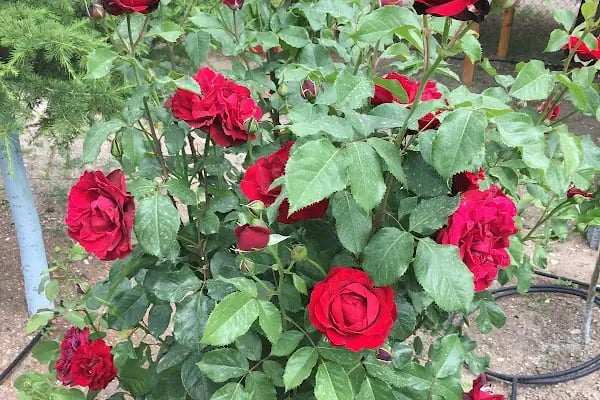 Ürkmez Garden - Resim 16