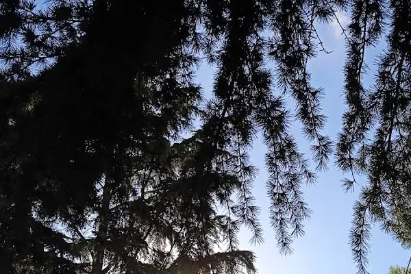 Koza Parkı - Resim 8