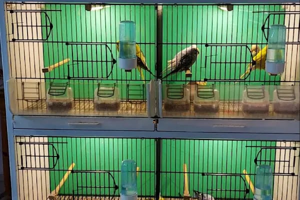 D &amp; O PET SHOP - Resim 8