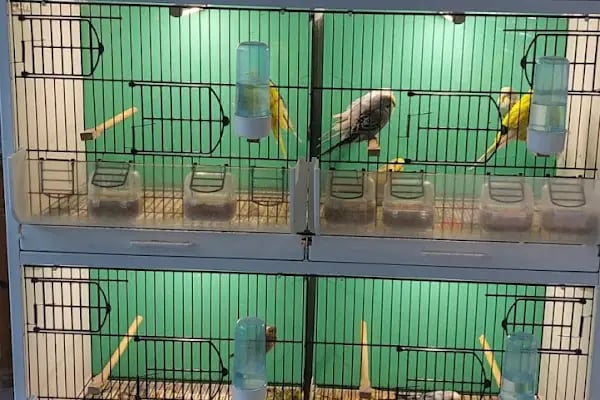 D &amp; O PET SHOP - Resim 4