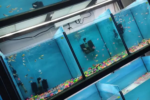 D &amp; O PET SHOP - Resim 6