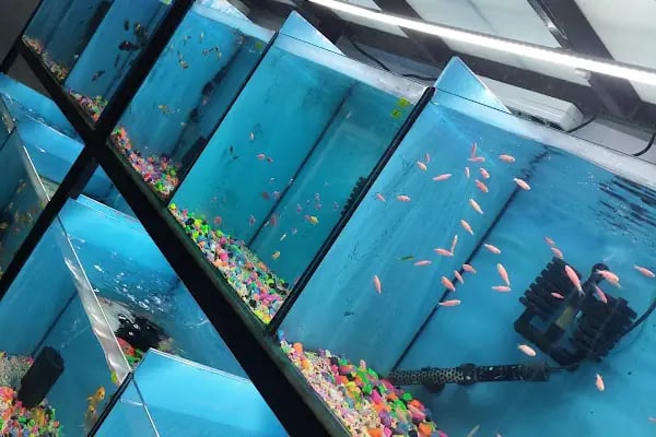 D &amp; O PET SHOP - Resim 5