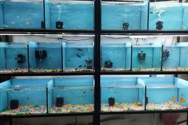 D &amp; O PET SHOP - Resim 9