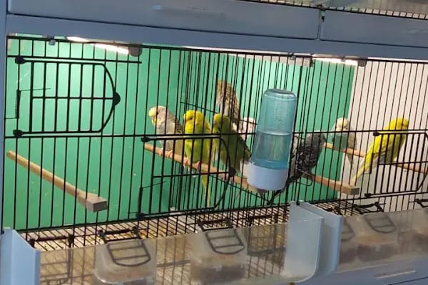 D &amp; O PET SHOP - Resim 3