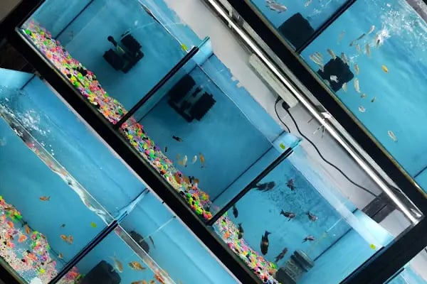 D &amp; O PET SHOP - Resim 7