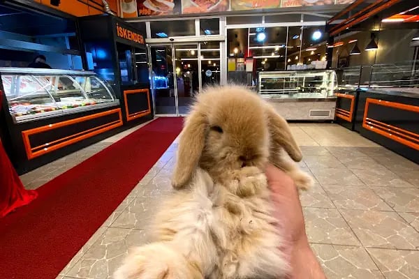 Hollanda Lop Tavşanı Çiftliği - Resim 5