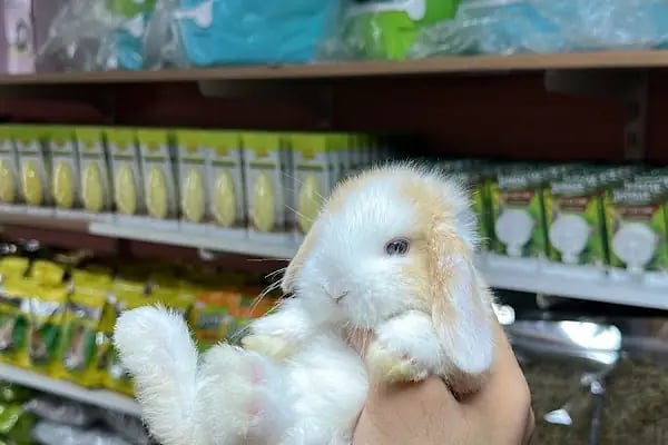 Hollanda Lop Tavşanı Çiftliği - Resim 16