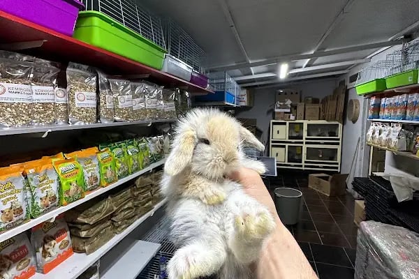 Hollanda Lop Tavşanı Çiftliği - Resim 9