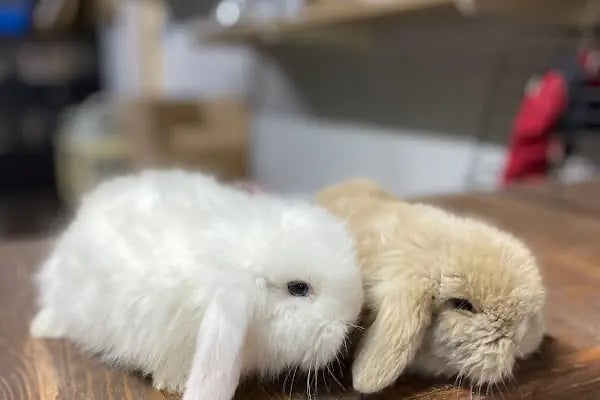 Hollanda Lop Tavşanı Çiftliği - Resim 3