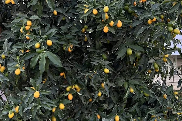 Orenge Banana Garden Sitesi - Resim 8