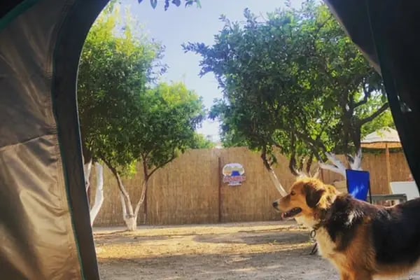 Bodrum Vosvos Camping &amp; Bora Sencer Sanat Köyü - Resim 16
