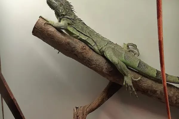 Taç Petshop XL - Resim 9