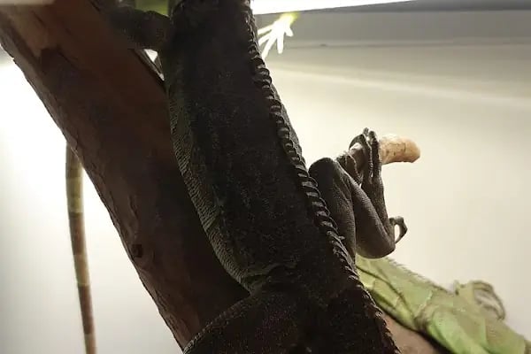 Taç Petshop XL - Resim 15