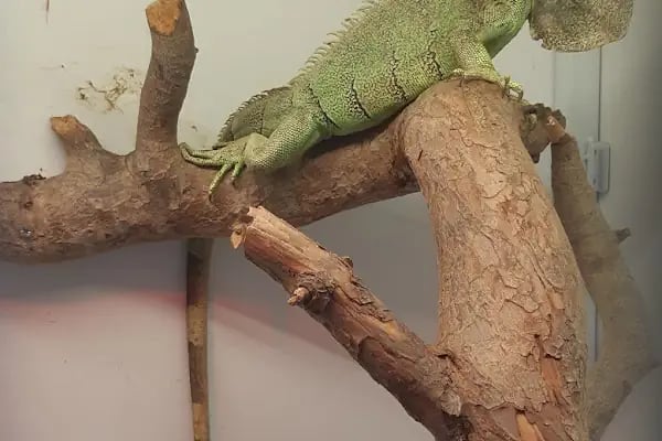 Taç Petshop XL - Resim 6