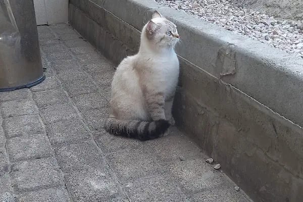 CanVet Veteriner Polikliniği - Resim 4