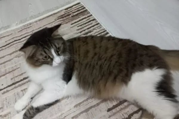 CanVet Veteriner Polikliniği - Resim 10
