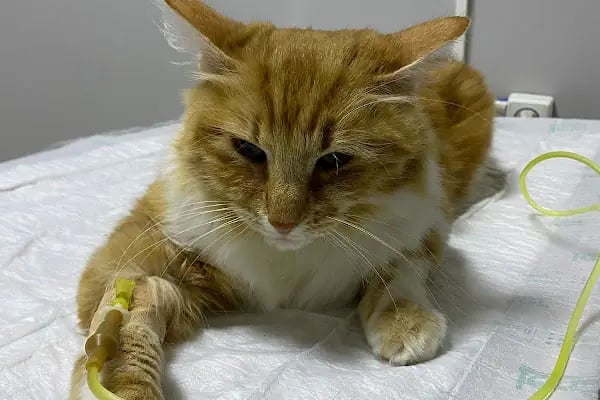 Çerkezköy Tepe Veteriner Kliniği - Resim 5