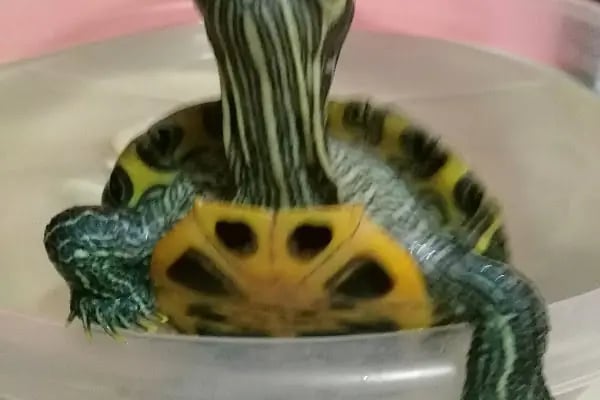 Mavi Pet Shop ve akvaryum dünyası - Resim 18