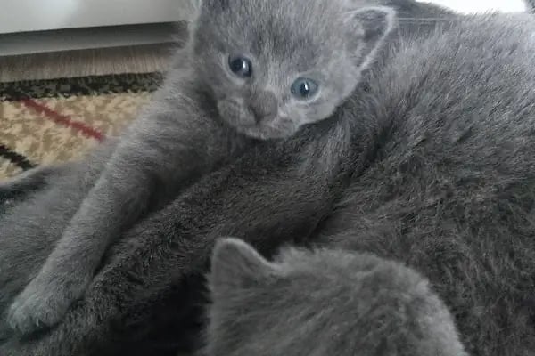 Mavi Pet Shop ve akvaryum dünyası - Resim 11