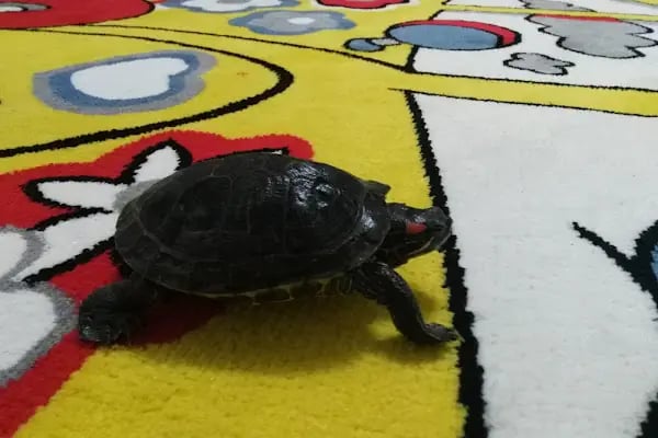 Mavi Pet Shop ve akvaryum dünyası - Resim 6