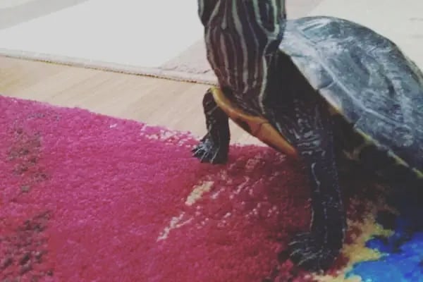 Mavi Pet Shop ve akvaryum dünyası - Resim 5
