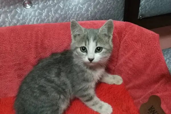 Mavi Pet Shop ve akvaryum dünyası - Resim 10