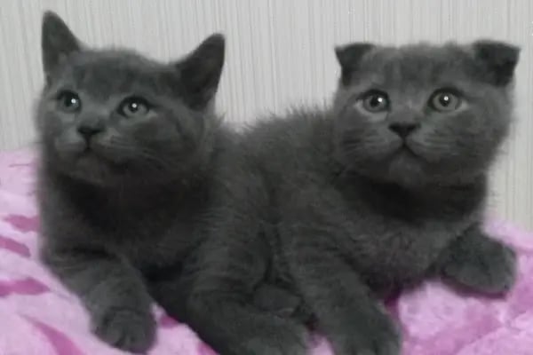 Mavi Pet Shop ve akvaryum dünyası - Resim 20
