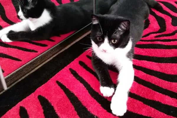Mavi Pet Shop ve akvaryum dünyası - Resim 4