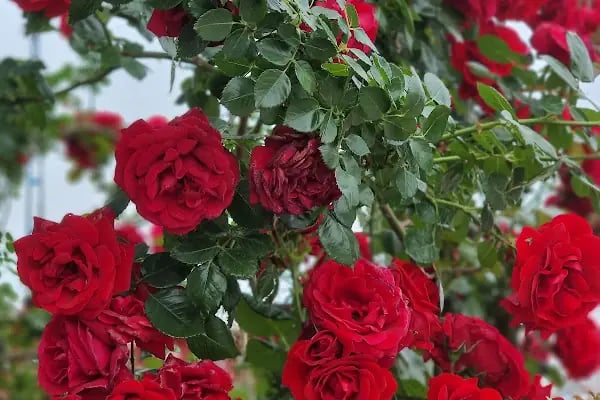 Urganlı Yüzme Havuzları - Resim 11