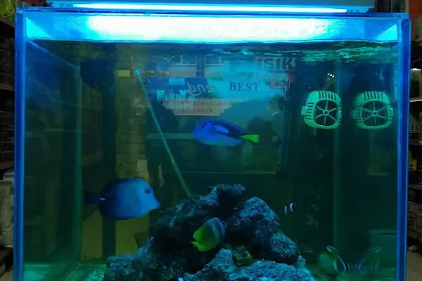 IŞIK PETSHOP - Resim 7