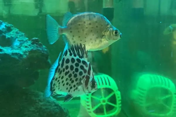 IŞIK PETSHOP - Resim 8
