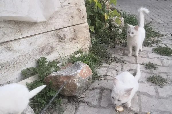 IŞIK PETSHOP - Resim 13