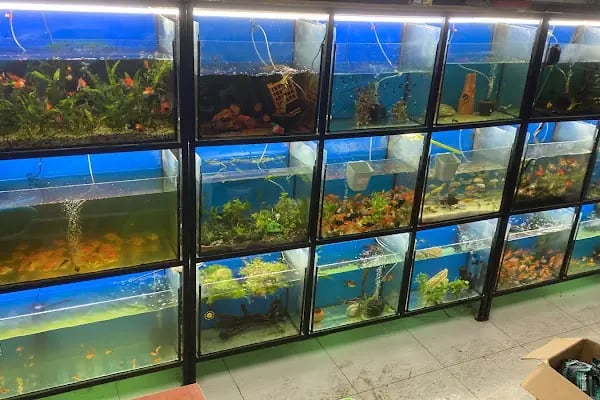 IŞIK PETSHOP - Resim 9