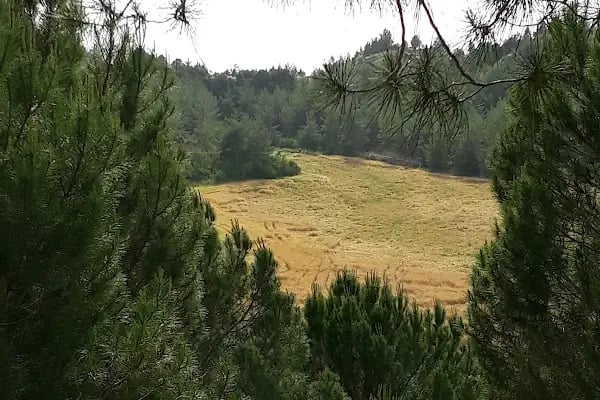 Süvari Binicilik Ve Okçuluk Kulübü - Resim 10
