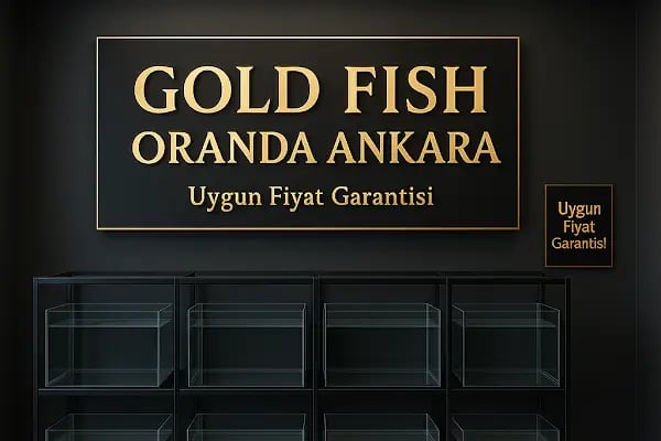 Ankara Gold Fish Oranda - Resim 5