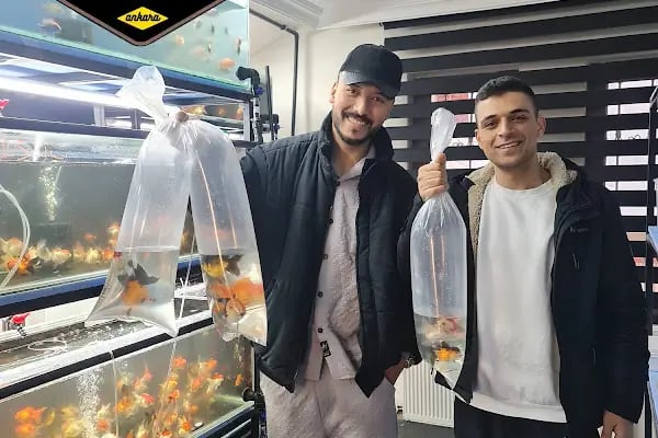 Ankara Gold Fish Oranda - Resim 3
