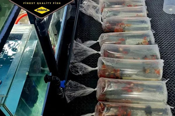 Ankara Gold Fish Oranda - Resim 7