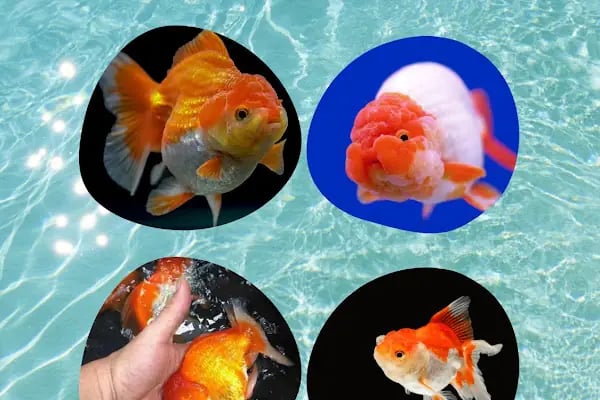 Ankara Gold Fish Oranda - Resim 6