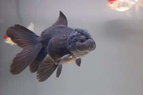Ankara Gold Fish Oranda - Resim 8