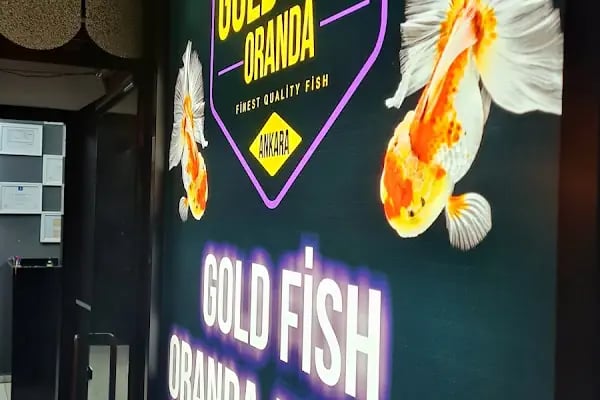 Ankara Gold Fish Oranda - Resim 17