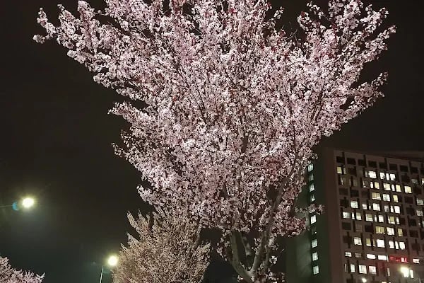 Etlik Şehir Hastanesi Genel Hastane Binası - Resim 16