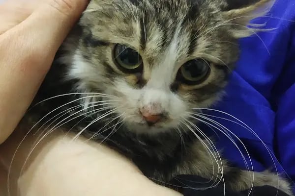 Bağcılar Acil Veteriner/Bağcılar Veteriner Kliniği - Resim 5