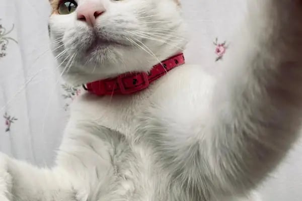 Bağcılar Acil Veteriner/Bağcılar Veteriner Kliniği - Resim 13