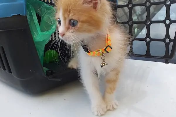 Bağcılar Acil Veteriner/Bağcılar Veteriner Kliniği - Resim 19