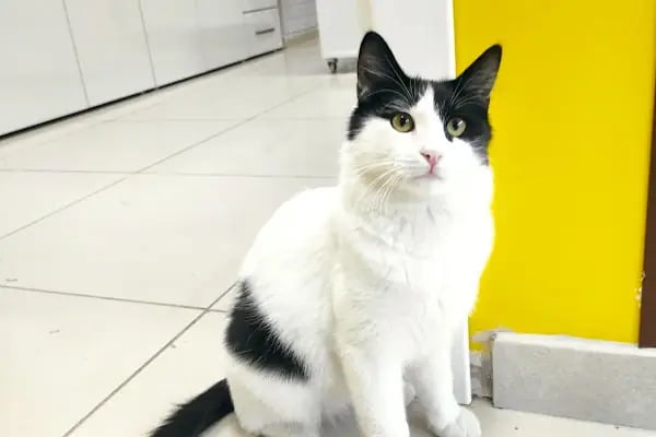 Bağcılar Acil Veteriner/Bağcılar Veteriner Kliniği - Resim 8