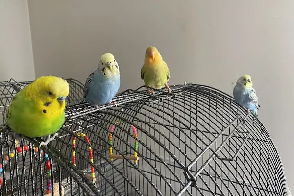 Bağcılar Acil Veteriner/Bağcılar Veteriner Kliniği - Resim 4