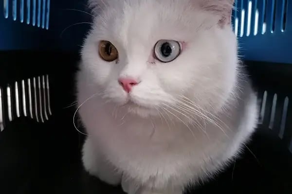 Bağcılar Acil Veteriner/Bağcılar Veteriner Kliniği - Resim 18