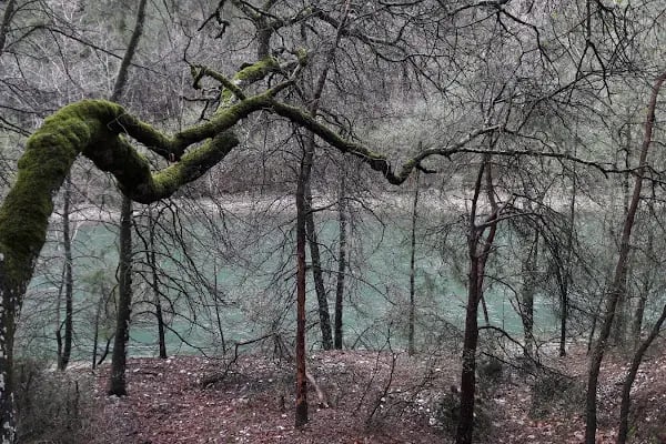 Kargı Köyü Sığla Ormanı Tabiatı Koruma Alanı - Resim 5