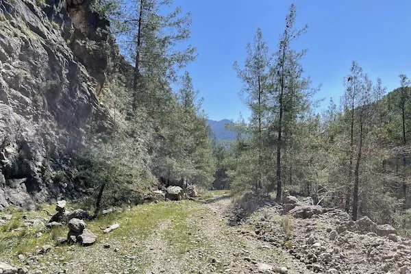 Kargı Köyü Sığla Ormanı Tabiatı Koruma Alanı - Resim 11