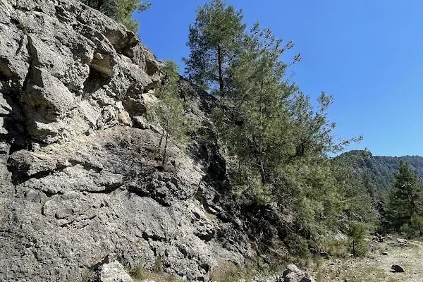 Kargı Köyü Sığla Ormanı Tabiatı Koruma Alanı - Resim 14